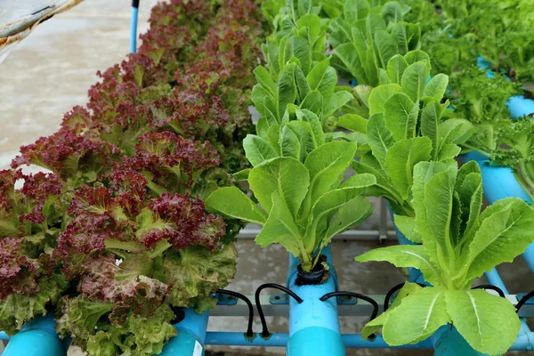 Organic hydroponic vegetable garden. — Stock Photo, Image