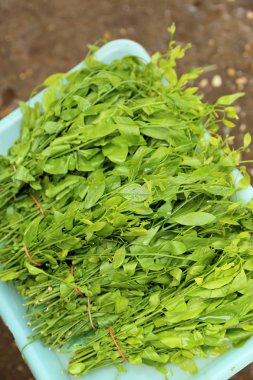 Vahşi piyasa, Tayland satış üzerinden yeşil sebze.