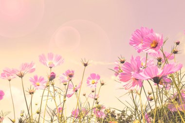 Pembe cosmos çiçek alanları, retro süslü arka plan.
