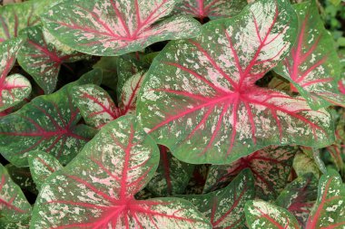 Fancy Leaved Caladium, plant background. clipart