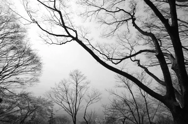 Silhouette dei rami degli alberi . — Foto Stock
