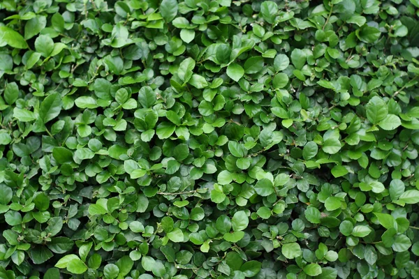 Fondo de hoja verde . — Foto de Stock