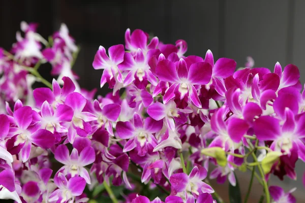 Красива фіолетова орхідея в саду . — стокове фото