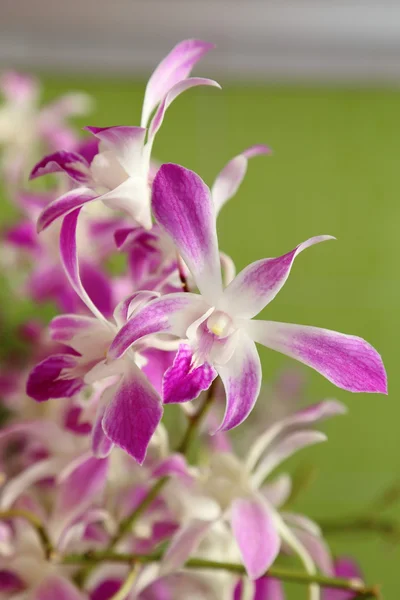 Bella orchidea viola in giardino . — Foto Stock