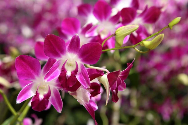 Bella orchidea viola in giardino . — Foto Stock