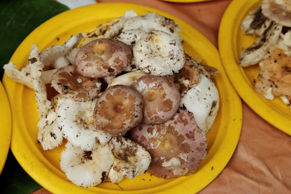 Wild mushroom sell in market thailand. — Stock Photo, Image