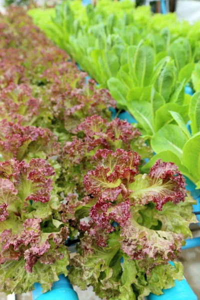 Orgaaniset hydroponic kasvimaa. — kuvapankkivalokuva