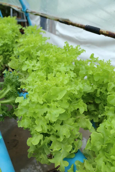 Organic hydroponic vegetable garden. — Stock Photo, Image