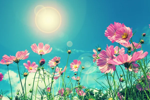 Retro cosmos çiçek alanları arka plan.