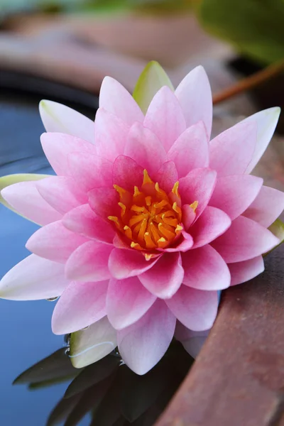 Beautiful pink lotus. — Stock Photo, Image