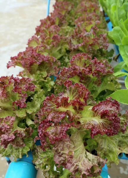 Organic hydroponic vegetable garden. — Stock Photo, Image