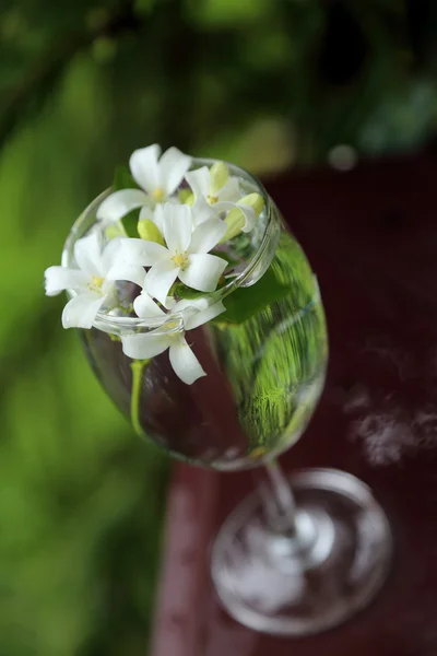 Lilla vita blommor, Orange Jessamine, i glasvas. — Stockfoto