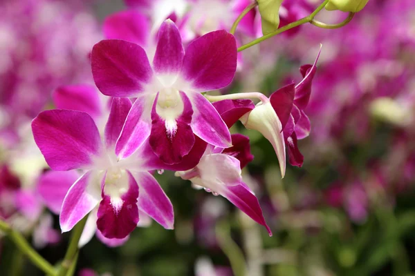 Bella orchidea viola in giardino . — Foto Stock