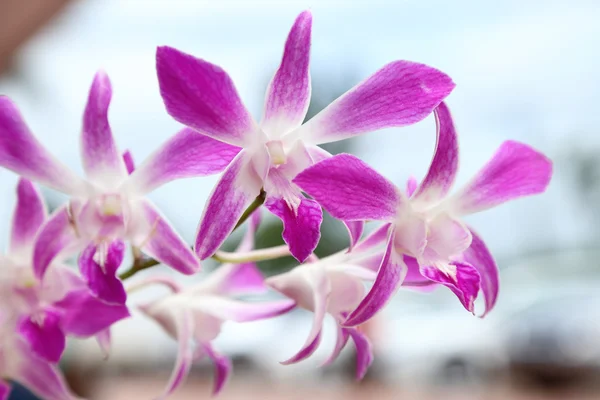 Güzel mor Orkide Bahçe. — Stok fotoğraf