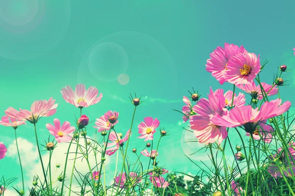 Retro cosmos flower fields background.