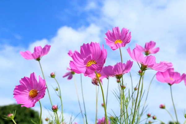 Roze kosmos in bloemen velden. — Stockfoto