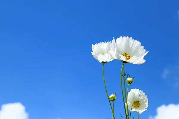 Weißer Kosmos in Blumenfeldern. — Stockfoto