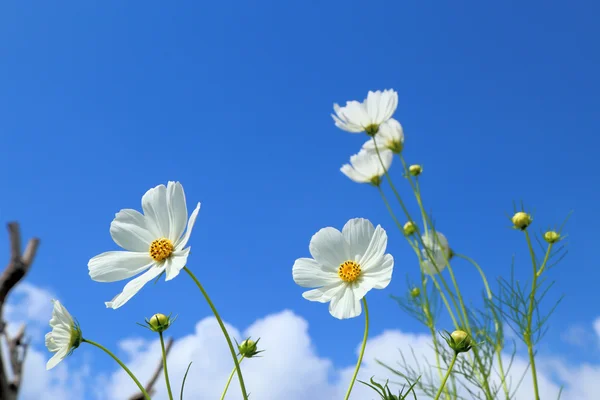 Witte cosmos in bloemen velden. — Stockfoto