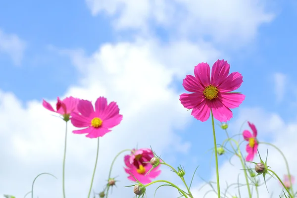 Roze kosmos in bloemen velden. — Stockfoto
