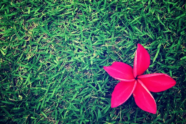 Frangipani rojo sobre hierba, fondo estilo vintage . —  Fotos de Stock