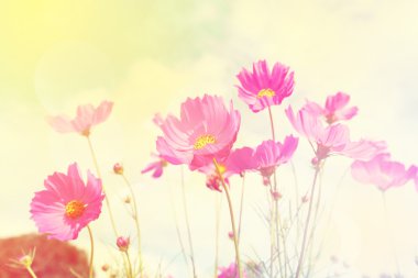 Retro cosmos çiçek alanları arka plan.