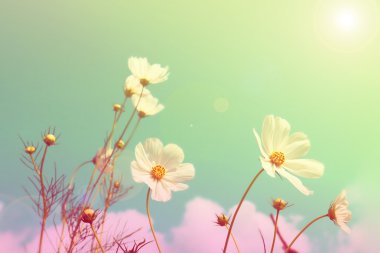 Bulanık çiçek alanları arka plan, retro tarzı renk.