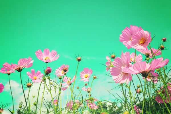 Fond de champs de fleurs cosmos rétro . — Photo
