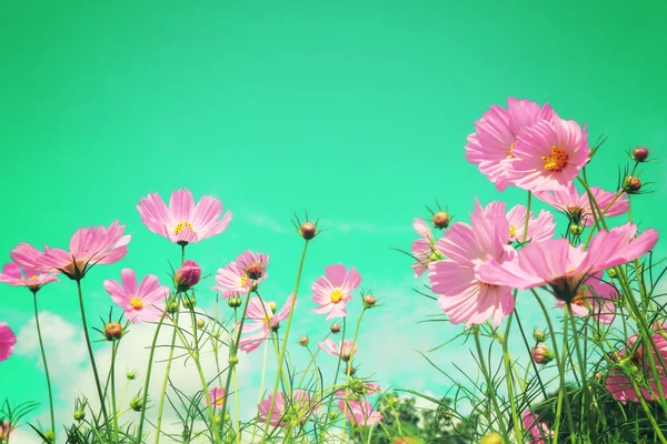 复古宇宙花领域背景. — 图库照片