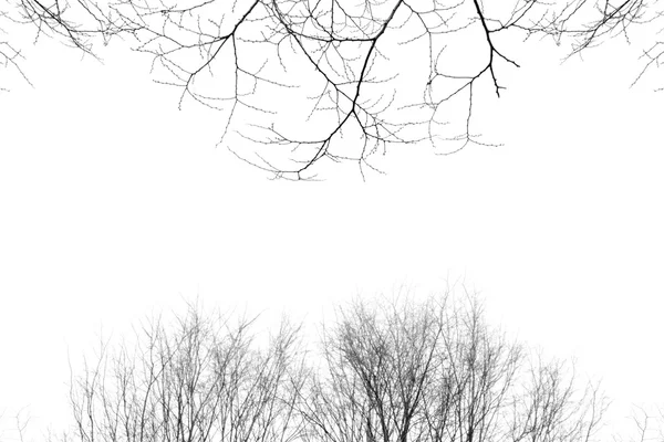 Leafless tree branch, black and white tone background. — Stock Photo, Image