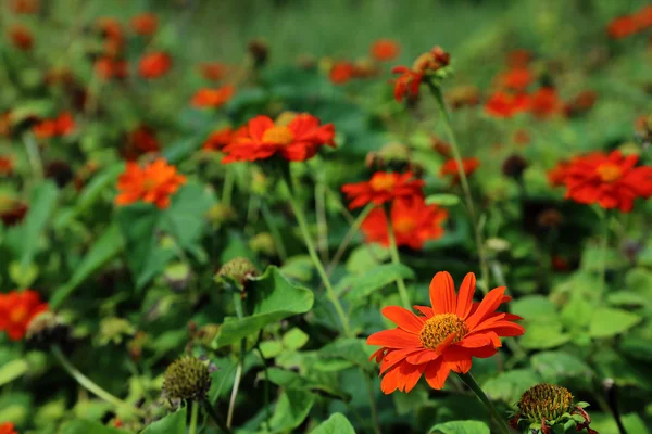 Nome di fiore di colore arancione girasole messicano durante il giorno nel ga — Foto Stock