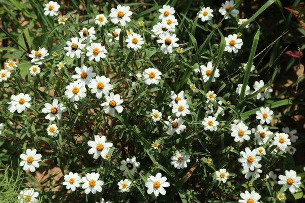 Grup güneş ışığı altında beyaz kır çiçekleri. — Stok fotoğraf