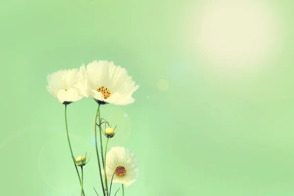 Retro cosmos çiçek alanları arka plan.