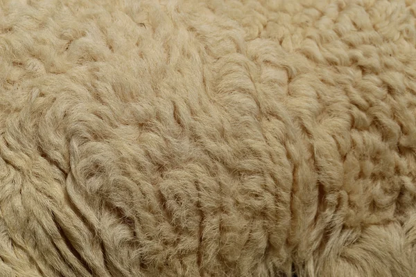 Шерсть овцы фон — стоковое фото
