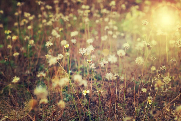 Photo vintage de fleur sauvage au coucher du soleil . — Photo