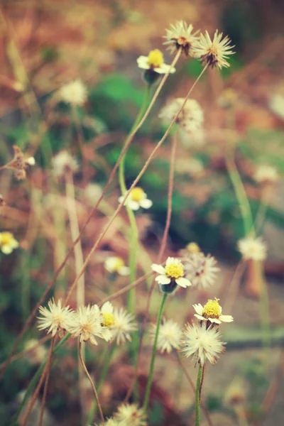 Photo vintage de fleur sauvage . — Photo