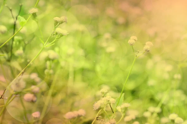 Wildblumen im Sonnenuntergang als Hintergrund. — Stockfoto