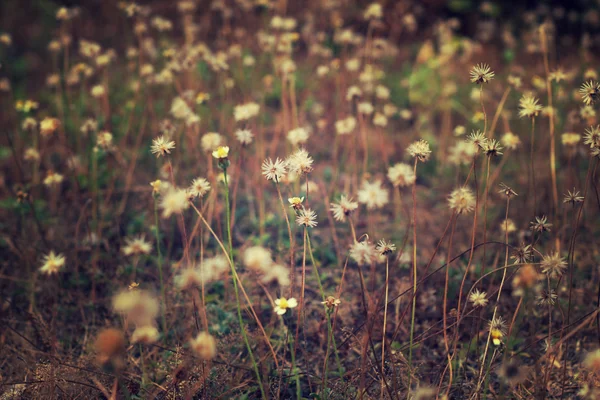 Foto vintage di fiori selvatici al tramonto . — Foto Stock