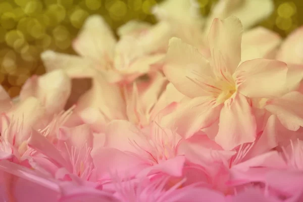 Suddig rosa blomma bakgrund. — Stockfoto