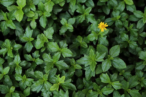 Foglia di cespuglio verde con un piccolo fiore giallo per sfondo . — Foto Stock