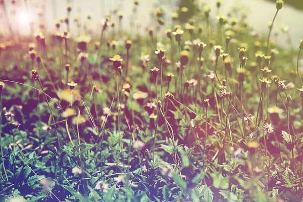 Campo de flores silvestres a la luz del sol, fondo de estilo vintage . — Foto de Stock