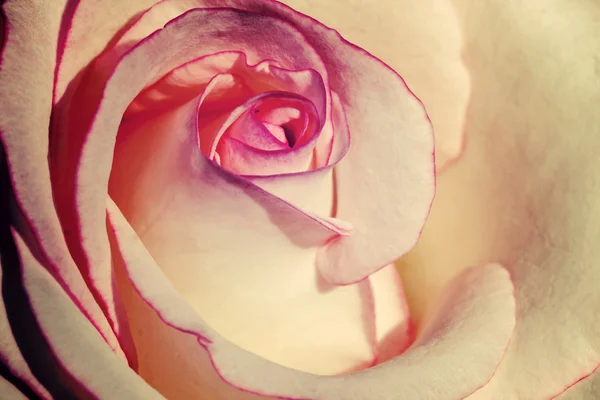 Vintage stijl beeld van witte en roze roos bloemblad voor achtergrond. — Stockfoto