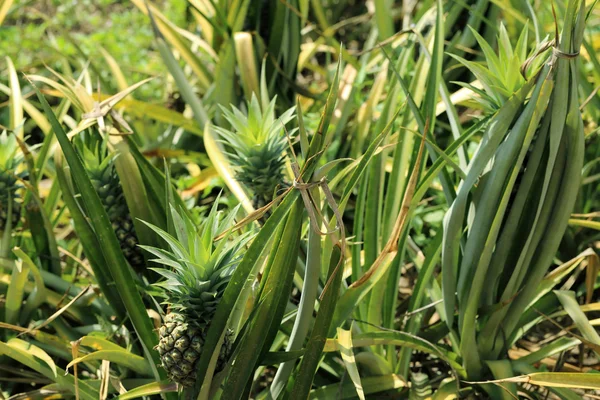 Ananas auf dem Bauernhof, tropische Früchte in der Natur. — Stockfoto