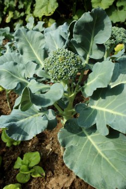 Bir sebze bahçesinde büyüyen karnabahar brokoli bitki.