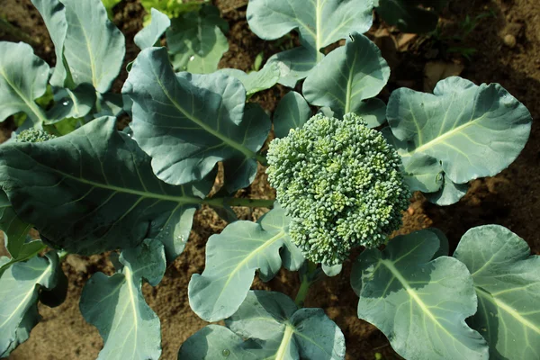 Blumenkohl-Brokkoli-Pflanze wächst im Gemüsegarten. lizenzfreie Stockfotos