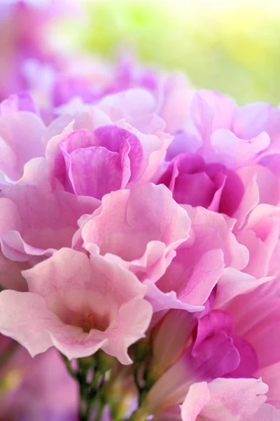 Knoflook wijnstok bloei (Mansoa alliacea), Sweet kleur soft focus Sea.... — Stockfoto