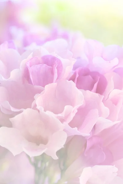ソフトで甘い色の花と咲くニンニクつるぼかしスタイル. — ストック写真