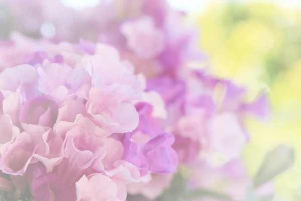 Knoblauch Rebblüte (Mansoa alliacea), süße Farbe weichen Fokus. Stockbild