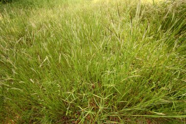 otlak arka plan için yakın çekim.