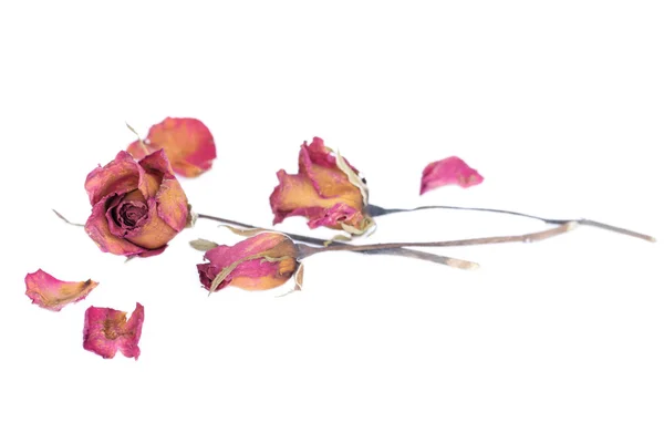 Solmuş güller ve beyaz arka plan üzerinde dağınık yaprakları.