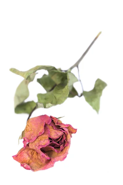 Withered roses and petals scattered on white background. — Stock Photo, Image